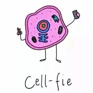 Meet your Posher, Shelby